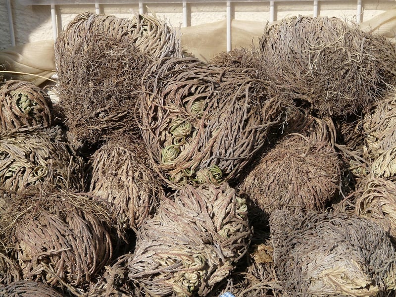 Resurrection Plant