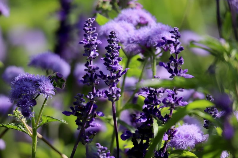 White Sage